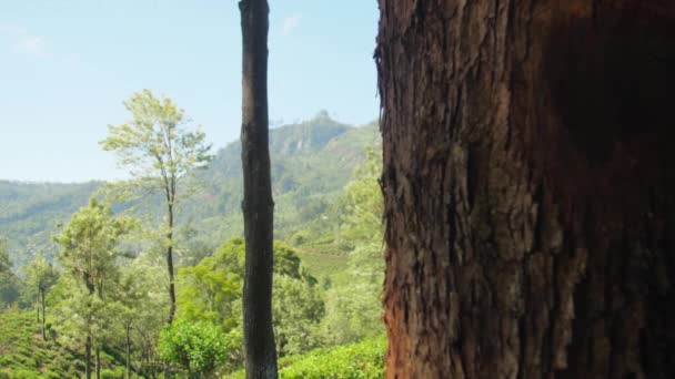 丘陵地の風景を覆う木の幹を通り過ぎる — ストック動画