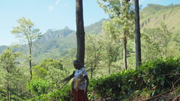 Woman with brushwood walks on forest slope slow motion — Stock Video