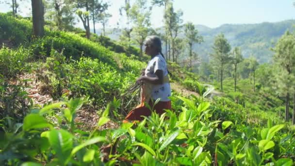 老年妇女沿着茶园采摘灌木 — 图库视频影像