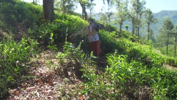 Starší žena kráčí se štětcem podél čajové plantáže — Stock video