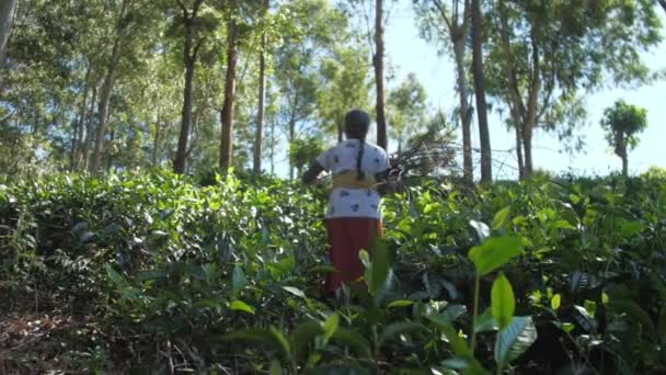 Пожилая женщина с хворостом прогулки в лесу замедленной съемки — стоковое видео