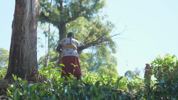 Kvinna i traditionella kläder promenader mellan träd slow motion — Stockvideo