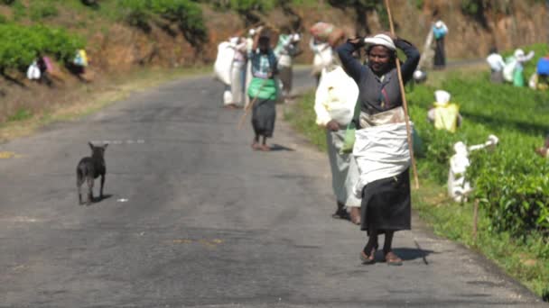Lidé v tradičním oblečení kráčejí po horské cestě — Stock video