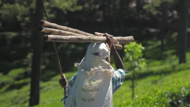 Lady walks holding large logs on head and smiles slow — 비디오