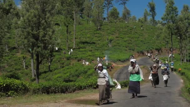 İnsanlar tarlaların yanında ellerinde çay yapraklarıyla çantalarla yürür. — Stok video