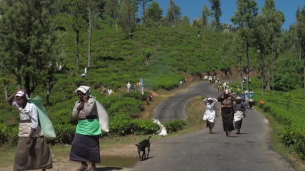 As pessoas andam segurando sacos com folhas de chá perto de plantações — Vídeo de Stock