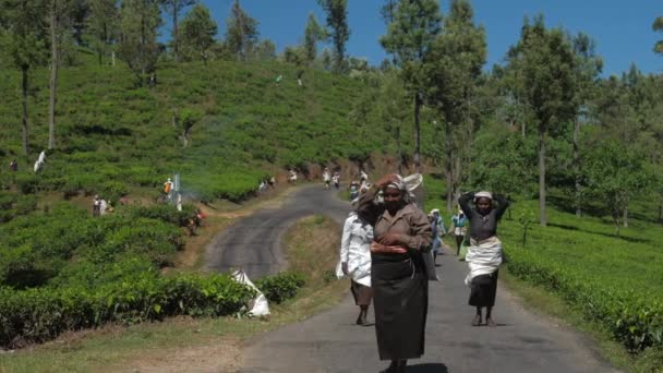Emberek séta gazdaság táskák tealevelek közelében ültetvények — Stock videók