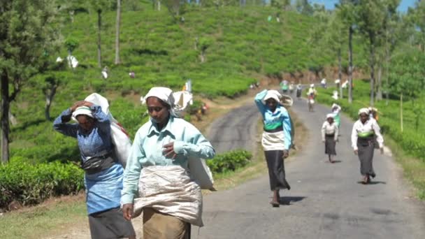 伝統的な服を着たプランテーション労働者が道路を歩き — ストック動画
