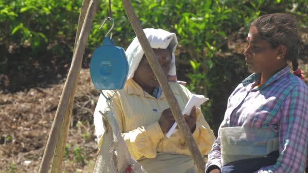 Plantación trabajadores peso té hojas bolsas y dama escribe — Vídeos de Stock