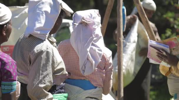 Arbeiter der Teeplantage stehen unter hellem Sonnenlicht — Stockvideo