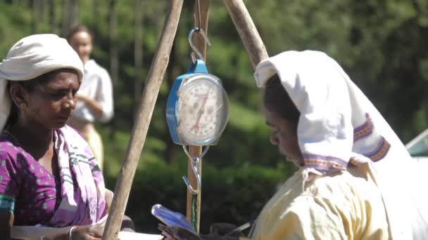 Travailleurs de plantation poids feuilles de thé sacs et dame écrit — Video