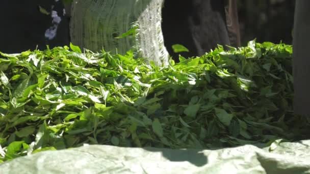 Plantation workers gather green tea leaves into large bag — 비디오