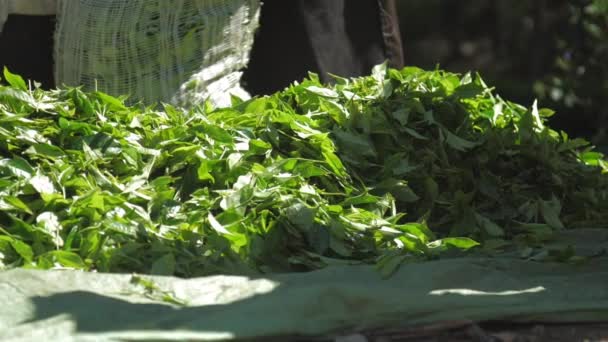 Работники плантаций собирают зеленые чайные листья в большой мешок — стоковое видео