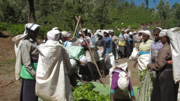 Рабочие упаковывать зеленые листья чая в большие мешки медленно — стоковое видео
