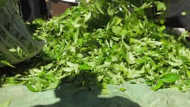 Foglie di tè verde cadono e piantagione lavoratori imballano grandi sacchetti — Video Stock