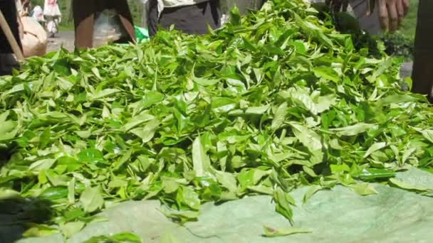 Foglie di tè verde cadono e piantagione lavoratori imballano grandi sacchetti — Video Stock