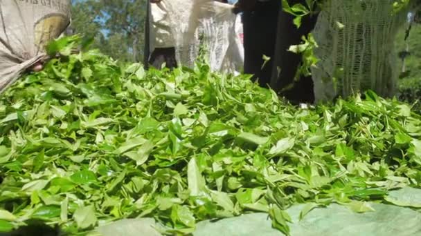 Gröna teblad falla och plantering arbetare packa stora påsar — Stockvideo