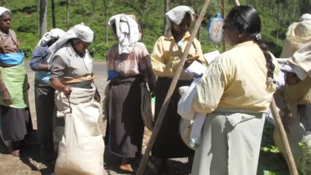 Trabajadores empacan hojas de té verde en bolsas grandes lento — Vídeos de Stock