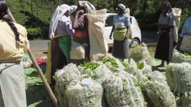 Travailleurs emballent les feuilles de thé vert dans de grands sacs lent — Video