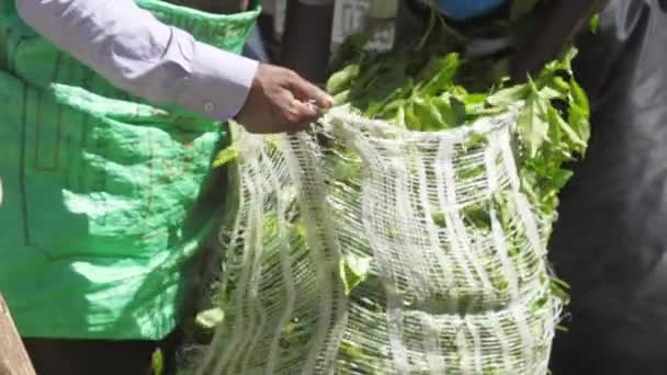 Plantage werknemers vullen grote zak met groene thee bladeren — Stockvideo