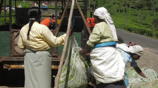 Lady in traditional clothes weights green tea leaves bags — Stock Video