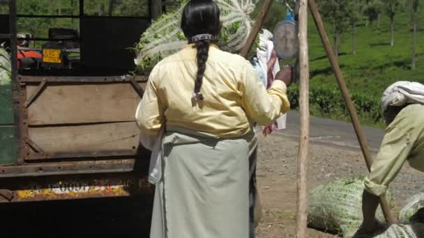 Signora in abiti tradizionali pesi tè verde foglie borse — Video Stock