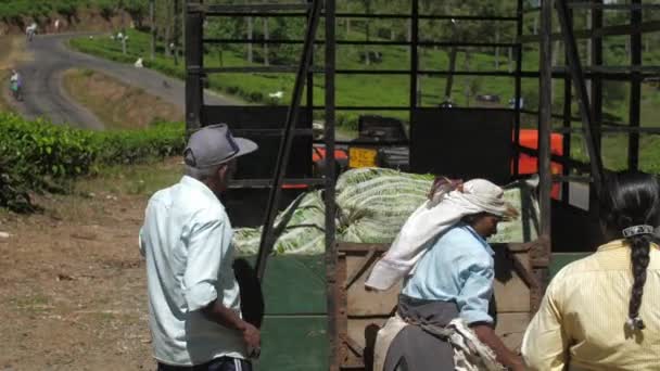 Dama w tradycyjnej odzieży ciężarki zielona herbata liście torby — Wideo stockowe