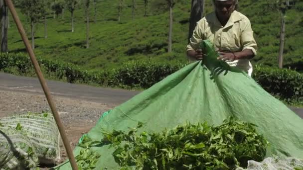 Ηλικιωμένη γυναίκα κινείται μεγάλο πράσινο μουσαμά με φρέσκα φύλλα τσαγιού — Αρχείο Βίντεο