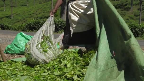 Пожилая женщина двигает большой зеленый брезент со свежими чайными листьями — стоковое видео