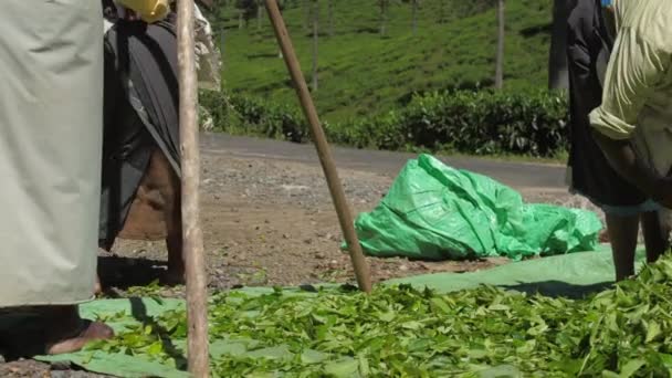 Senior femme se déplace grande bâche verte avec des feuilles de thé frais — Video