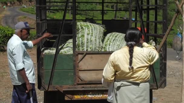 Seniorka porusza dużą zieloną plandekę ze świeżymi liśćmi herbaty — Wideo stockowe