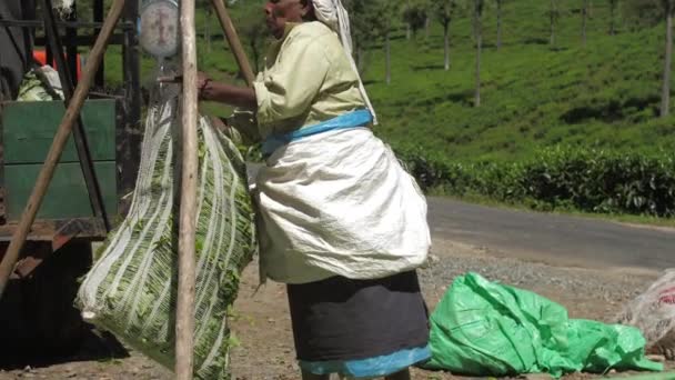 Senior woman moves large green tarp with fresh tea leaves — 비디오