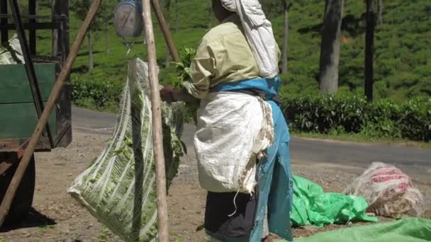 Mujer mayor se mueve gran lona verde con hojas de té fresco — Vídeos de Stock