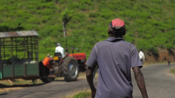 Man loopt naar arbeiders vullen trailer met theebladeren — Stockvideo