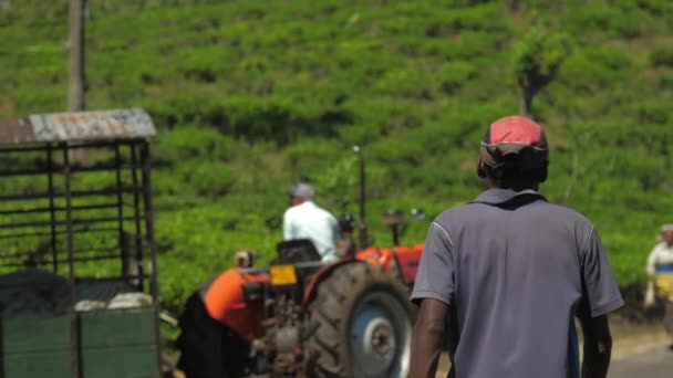 Homme marche pour les travailleurs remplissage remorque avec des feuilles de thé — Video
