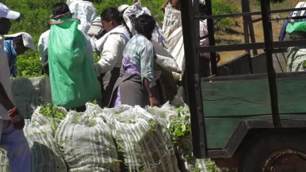 Ντόπιοι εργάτες φυτειών συγκεντρώνουν μεγάλες λευκές σακούλες με φύλλα — Αρχείο Βίντεο