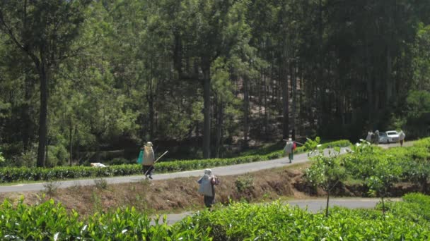 La gente camina por la carretera sosteniendo bolsas con hojas de té frescas — Vídeos de Stock