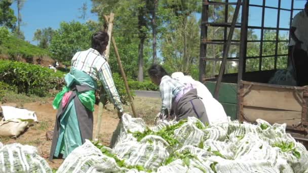 Señoras en ropa tradicional llenan remolque con bolsas de hojas — Vídeos de Stock