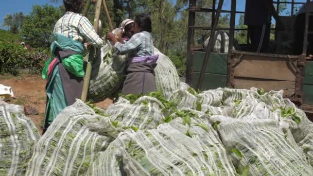Senhoras em roupas tradicionais enchem reboque com folhas sacos — Vídeo de Stock