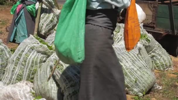 Señoras en ropa tradicional llenan remolque con bolsas de hojas — Vídeos de Stock