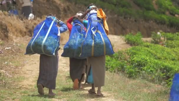 Trabajadores de la plantación caminan sosteniendo bolsas azules con hojas verdes — Vídeos de Stock