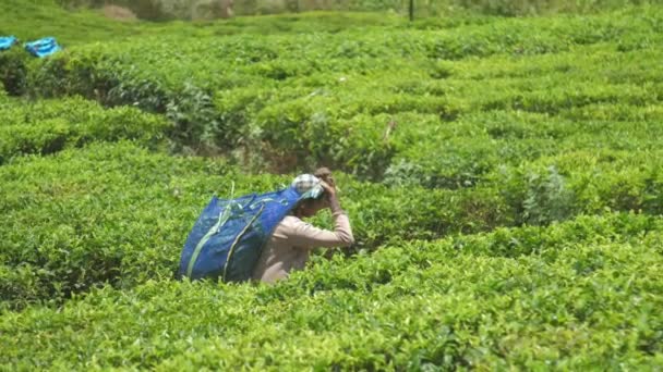 Plantation workers walk holding blue bags with green leaves — 비디오