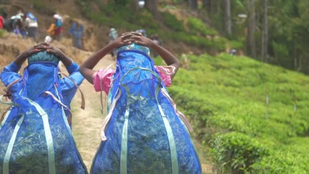 Trabajadores de la plantación caminan sosteniendo bolsas azules con hojas verdes — Vídeos de Stock