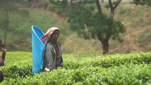 Woman in traditional dressing walks along green plantation — Stock Video