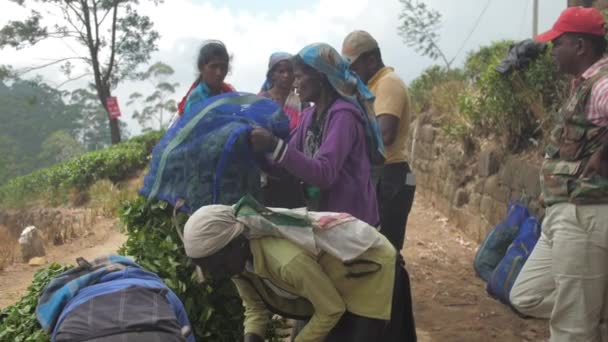 Hommes et femmes locales poids feuilles de thé vert dans de grands sacs — Video