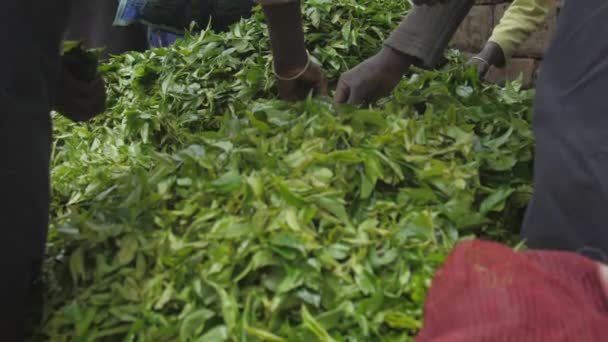 Lokale werknemers filteren grote stapel verse groene theebladeren — Stockvideo