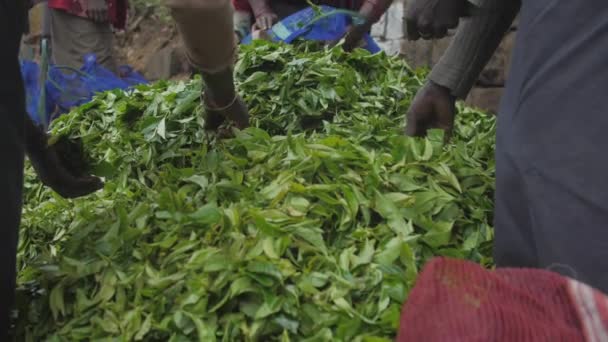 Lokale werknemers filteren grote stapel verse groene theebladeren — Stockvideo