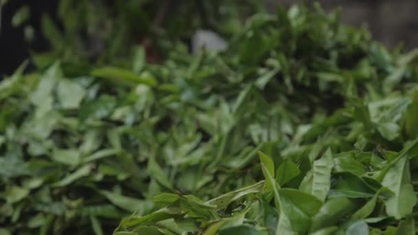 Местные рабочие фильтруют большую кучу свежих зеленых чайных листьев — стоковое видео