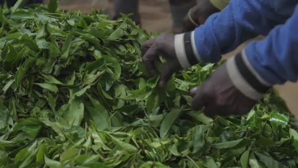 Lokala arbetare filtrera stora högen av färska gröna teblad — Stockvideo