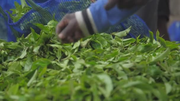 Lokala arbetare filtrera stora högen av färska gröna teblad — Stockvideo